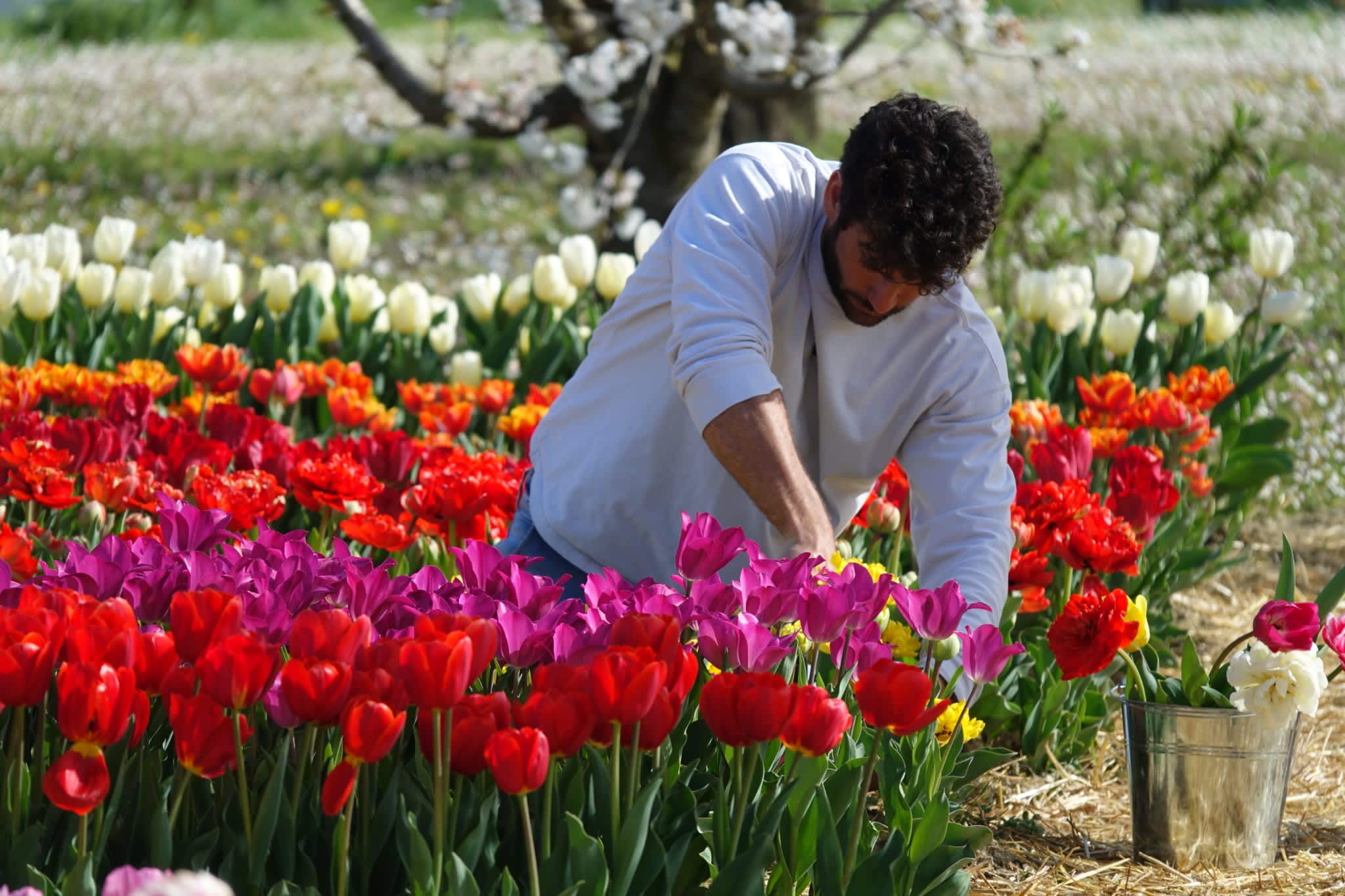 Tuliland: Dal 31 marzo 2023